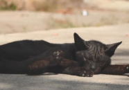 吃瓜抖音山猫无名黑料,吃瓜群众热议的无名黑料事件